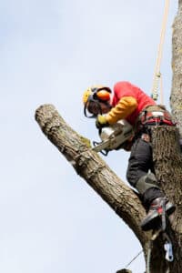 abatage elagage d'arbre dans le calvados